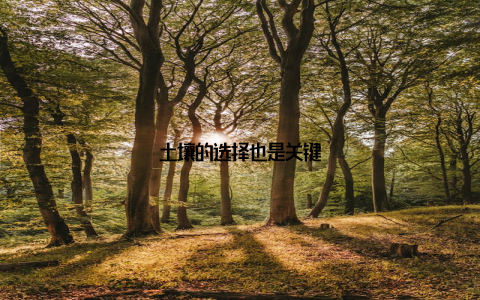 土壤的选择也是关键
