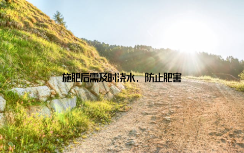 施肥后需及时浇水, 防止肥害
