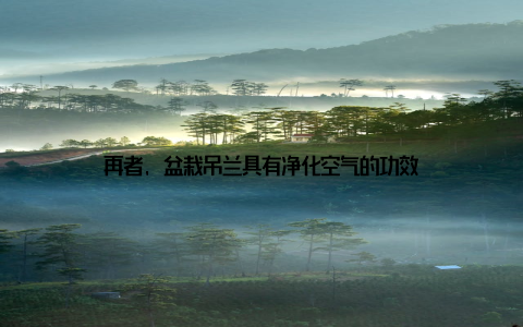 再者, 盆栽吊兰具有净化空气的功效