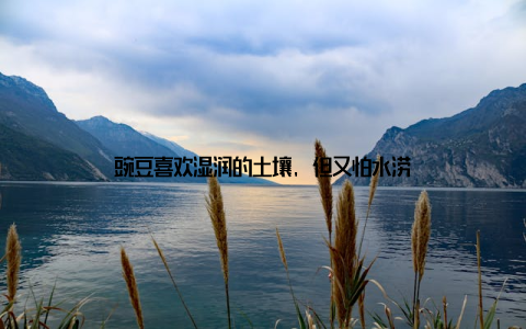 豌豆喜欢湿润的土壤, 但又怕水涝