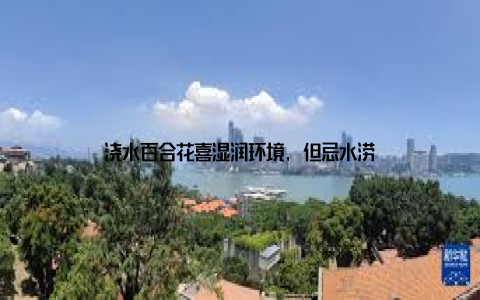 浇水百合花喜湿润环境, 但忌水涝