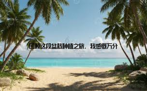 回顾这段盆栽种植之旅, 我感慨万分