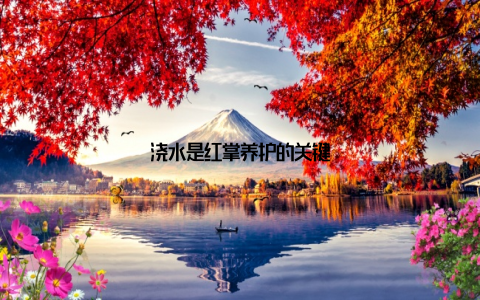 浇水是红掌养护的关键