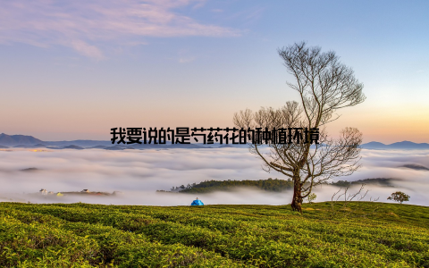 我要说的是芍药花的种植环境