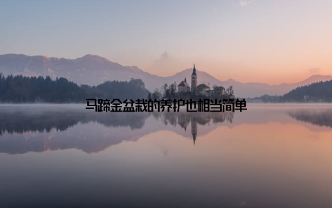 马蹄金盆栽的养护也相当简单