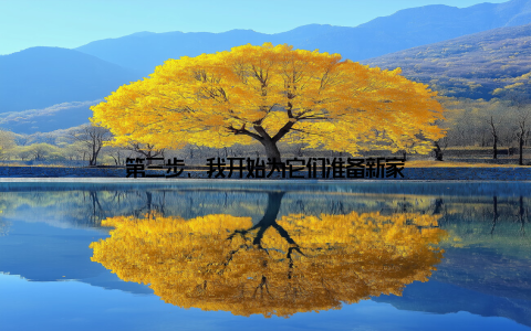 第三步, 我开始为它们准备新家