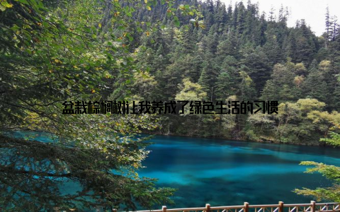 盆栽棕榈树让我养成了绿色生活的习惯