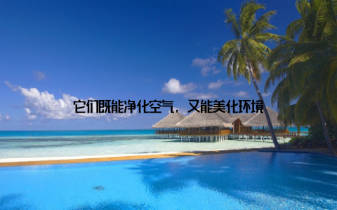 它们既能净化空气, 又能美化环境