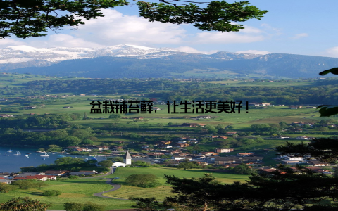盆栽铺苔藓, 让生活更美好!