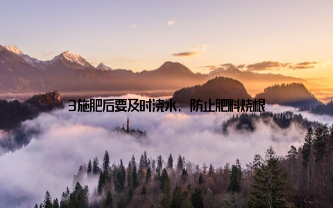 3施肥后要及时浇水, 防止肥料烧根