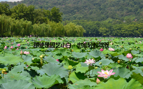 即使是园艺小白, 也能轻松驾驭