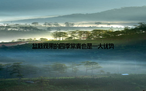 盆栽观果的四季常青也是一大优势