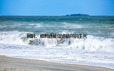 同时, 修剪还能促进新芽的生长