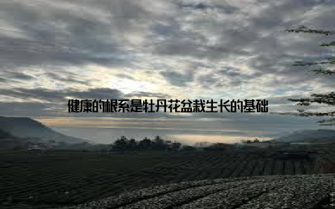 健康的根系是牡丹花盆栽生长的基础