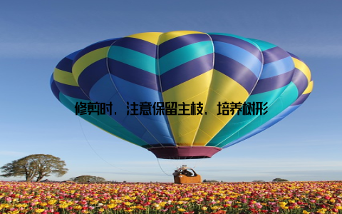 修剪时, 注意保留主枝, 培养树形