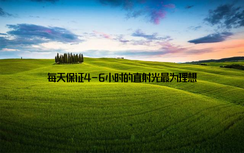 每天保证4-6小时的直射光最为理想