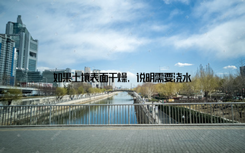 如果土壤表面干燥, 说明需要浇水