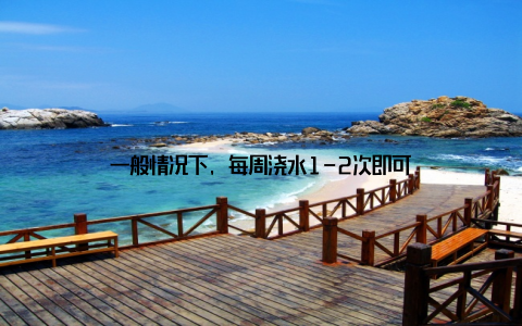一般情况下, 每周浇水1-2次即可
