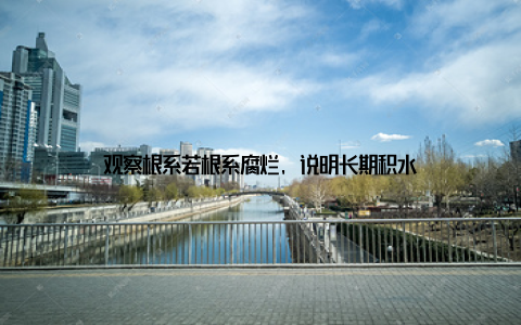 观察根系若根系腐烂, 说明长期积水
