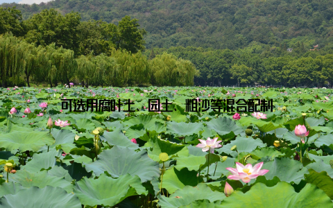 可选用腐叶土、园土、粗沙等混合配制