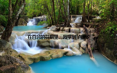 在百合的花期里, 我学到了很多