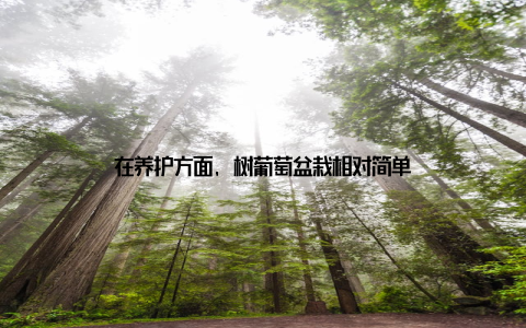 在养护方面, 树葡萄盆栽相对简单