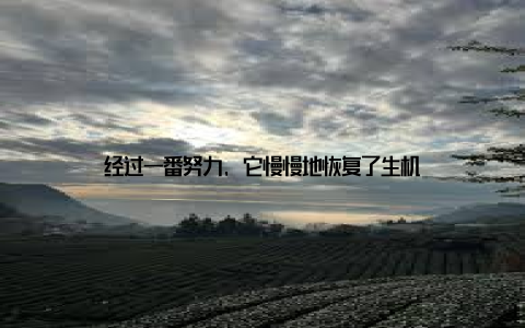 经过一番努力, 它慢慢地恢复了生机