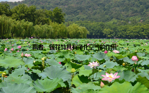 再者, 莲花竹具有净化空气的作用