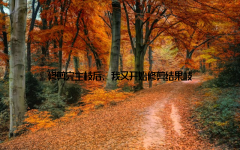 修剪完主枝后, 我又开始修剪结果枝