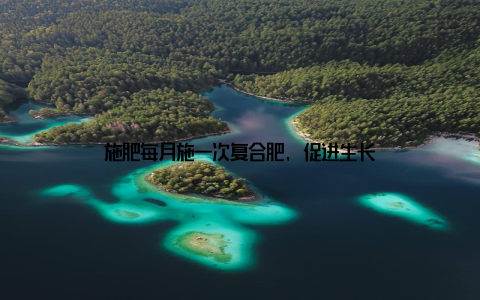 施肥每月施一次复合肥, 促进生长