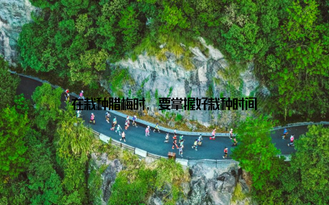 在栽种腊梅时, 要掌握好栽种时间