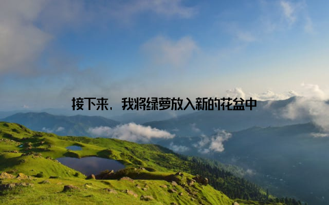 接下来, 我将绿萝放入新的花盆中