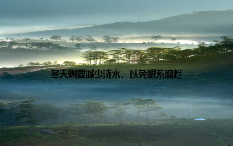 冬天则要减少浇水, 以免根系腐烂