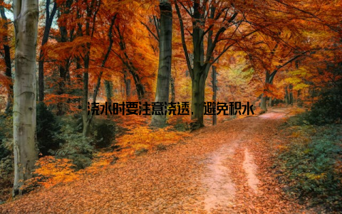 浇水时要注意浇透, 避免积水