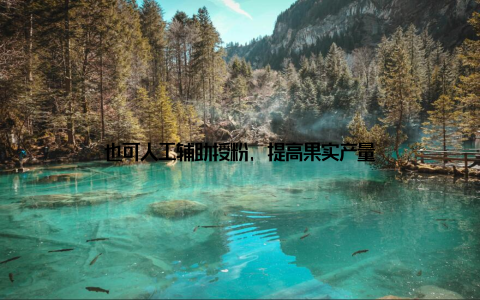 也可人工辅助授粉, 提高果实产量