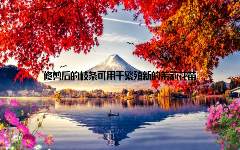 修剪后的枝条可用于繁殖新的茉莉花苗