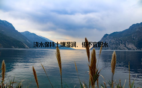 浇水保持土壤湿润, 但不宜积水