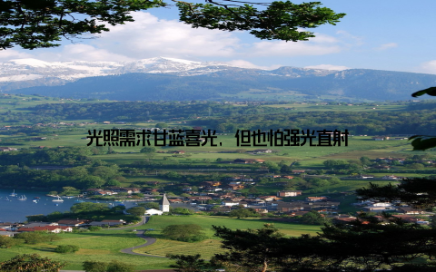 光照需求甘蓝喜光, 但也怕强光直射