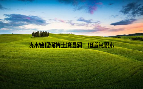 浇水管理保持土壤湿润, 但避免积水