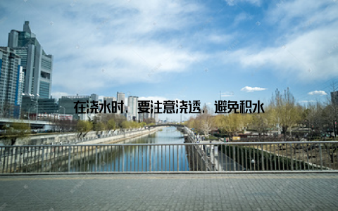 在浇水时, 要注意浇透, 避免积水