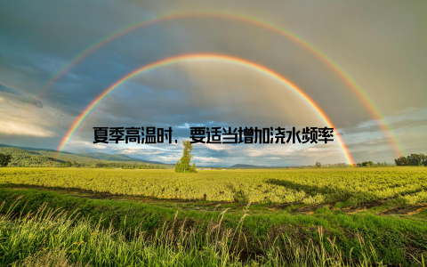 夏季高温时, 要适当增加浇水频率