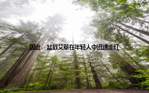 因此, 盆栽艾草在年轻人中迅速走红