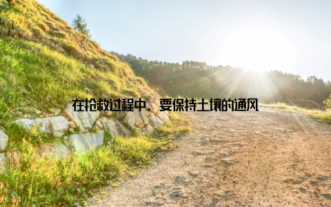 在抢救过程中, 要保持土壤的通风