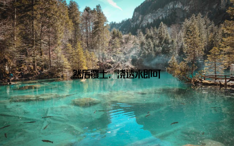 然后覆土, 浇透水即可