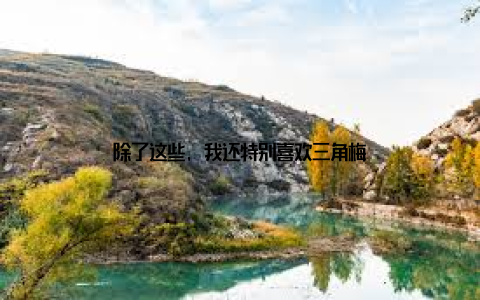 除了这些, 我还特别喜欢三角梅