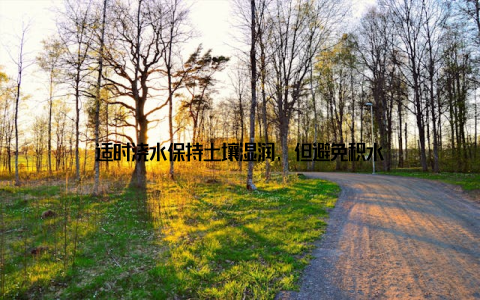 适时浇水保持土壤湿润, 但避免积水