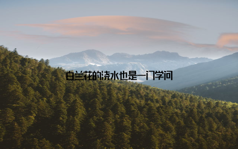 白兰花的浇水也是一门学问