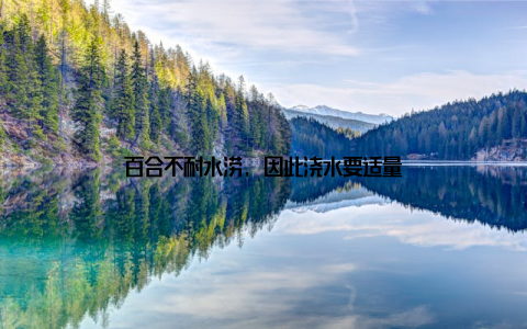 百合不耐水涝, 因此浇水要适量