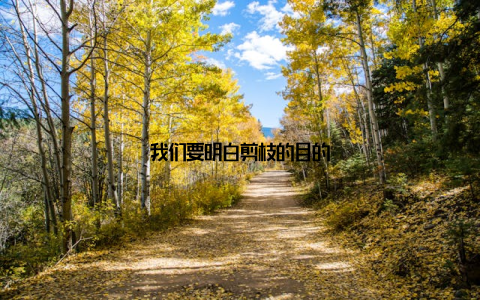 我们要明白剪枝的目的