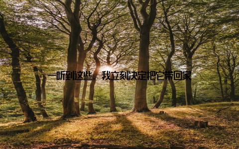 一听到这些, 我立刻决定把它带回家